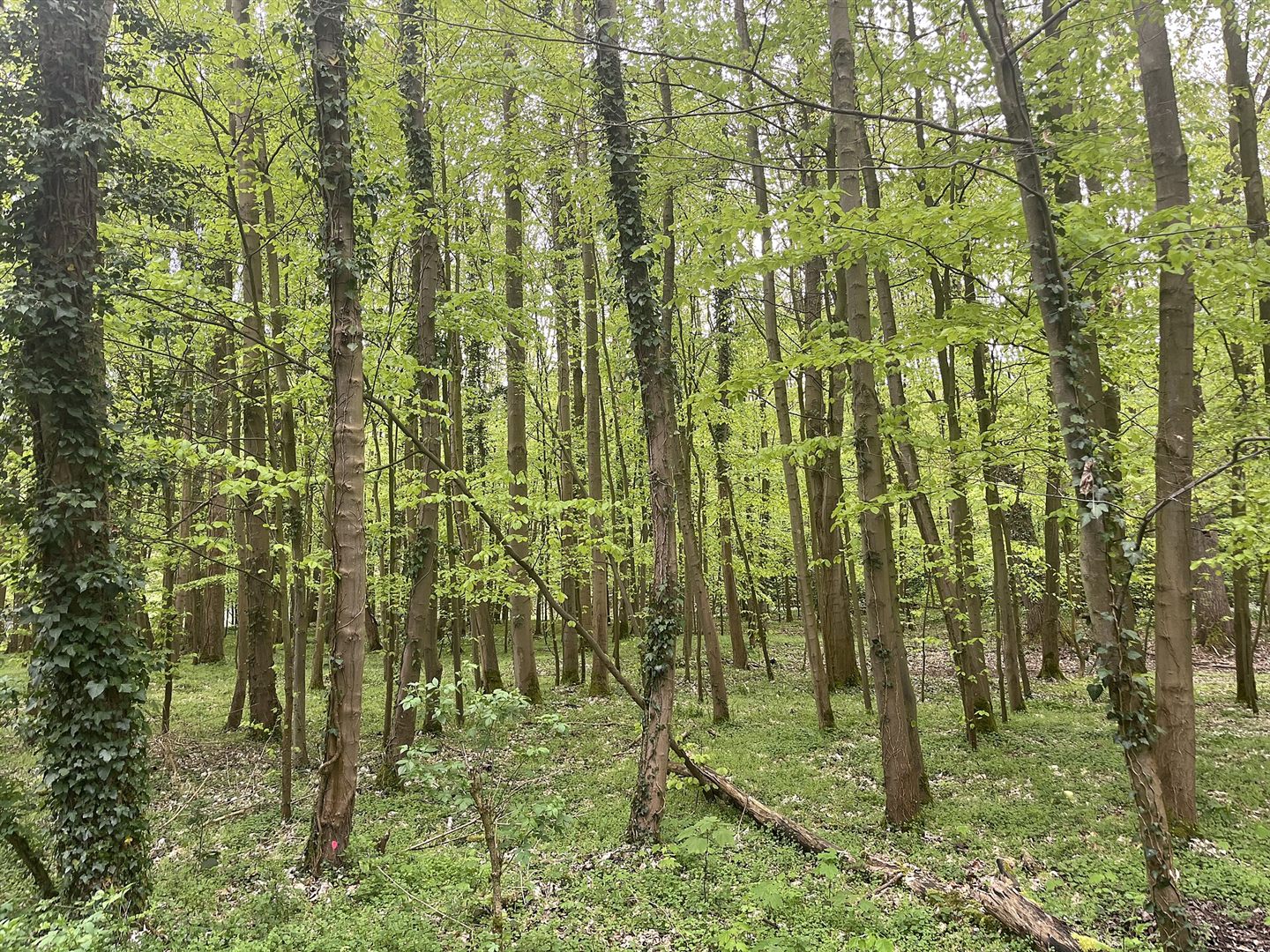 Heller Laubwald in Nordrhein-Westfalen